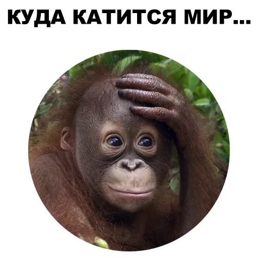 обезьяна яна, мемы обезьянами, смешные обезьянки