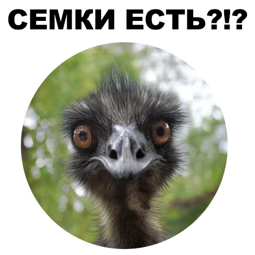 strauß, ostrich emu, straußvogel, ost ist lustig