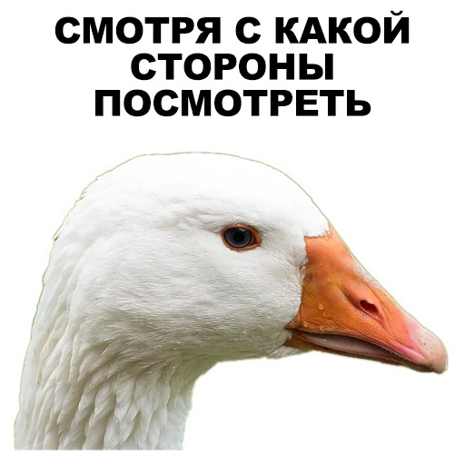 goose, evil goose, duck goose, goose head, goose is a white head