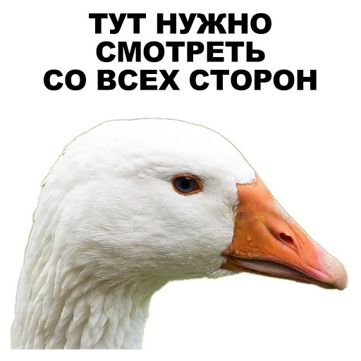 goose, les oies en colère, canards et oies, goose head, oie triste