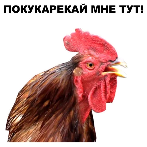 animaux, tu es un coq, rooster, rooster