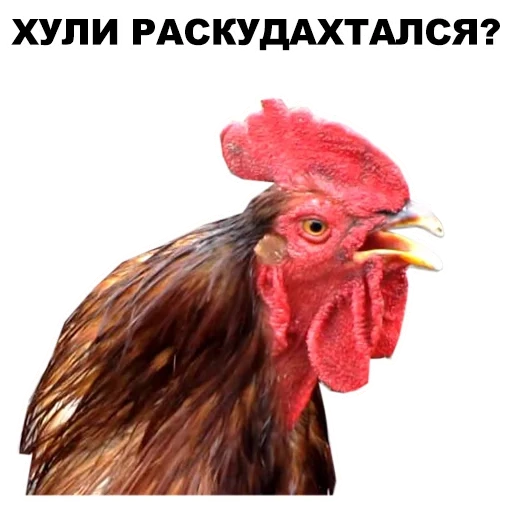 animaux, rooster, mème de coq, coq de hohall, rooster