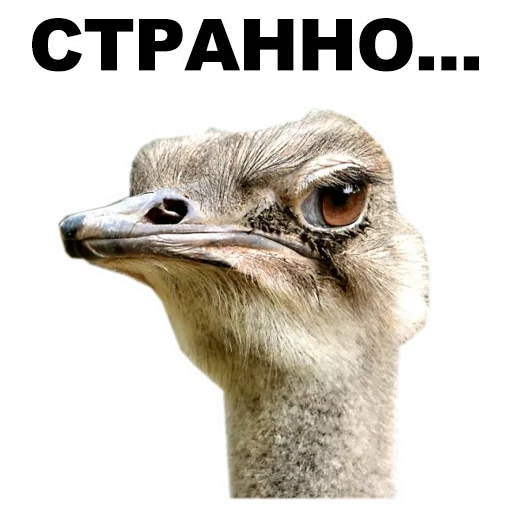 ostrich, animals, emo ostrich eyes, animals jokes
