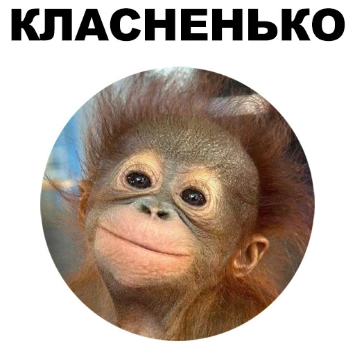 monos, meme en un mono, feliz mono, monos divertidos