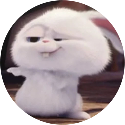 no, rabbit snowball emotion, the secret life of pet rabbit snowball