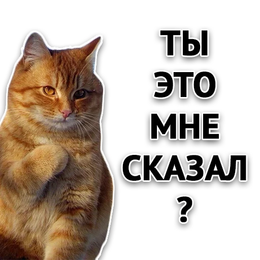 котики, кот мем, кот туть, туть котик