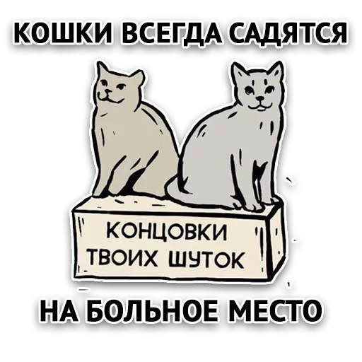 кот, кошка, котики, кошки садятся больное место, кошки всегда садятся больное место мем