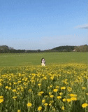 wiese, junge frau, panorama meadow, feldpflanzen, löwenzahnfeld