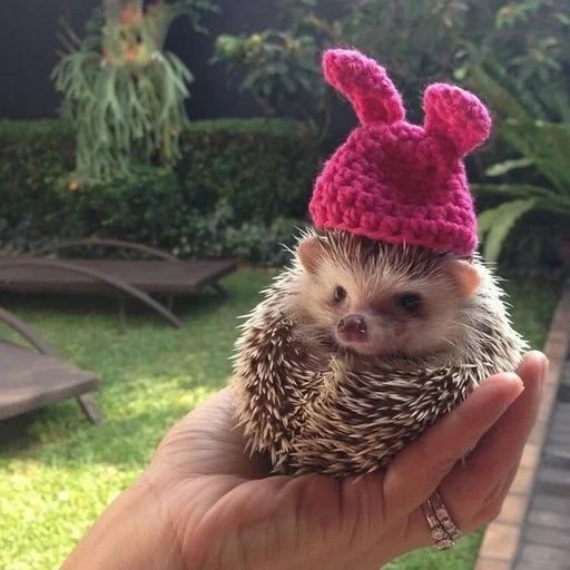 lindo erizo, hedgehog divertido, sombrero de erizo, pequeño erizo, candilova ruma