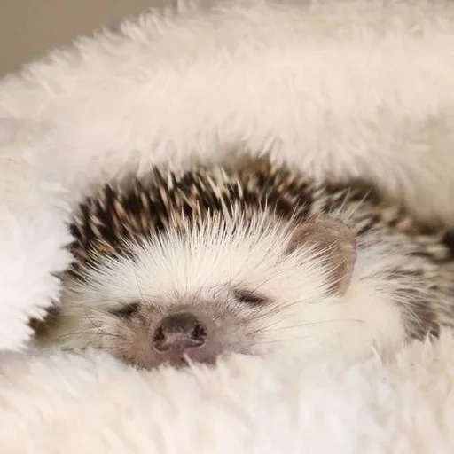 landak, landak mengantuk, landak tidur, landak rumah, the little hedgehog