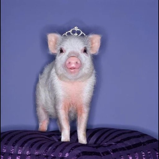 piglet, pig, mini pig, piggy mini piggy, piggy mini pig