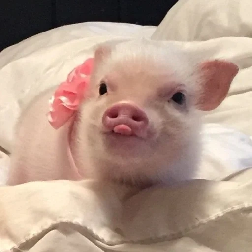 sprouting pig, piglets are cute, cute little pig, piglet, piglet