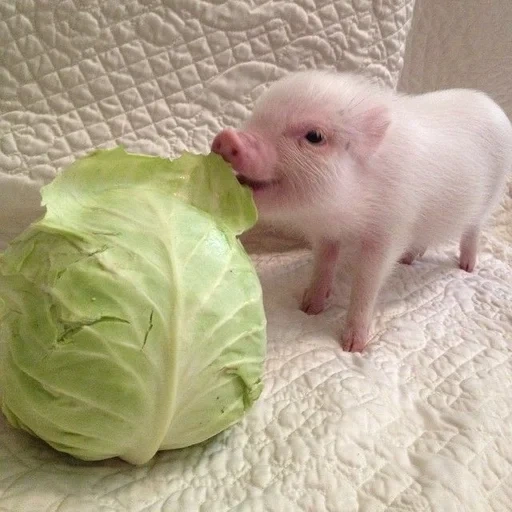 pig, sprouting pig, mini pig, piggy mini piggy, cute little pig