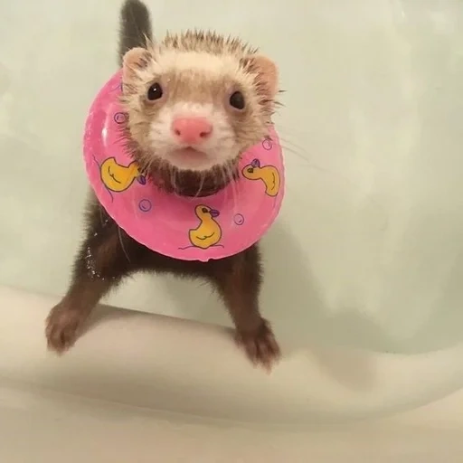 furet, cher ferret, les furets sont mignons, les animaux sont mignons, animaux drôles