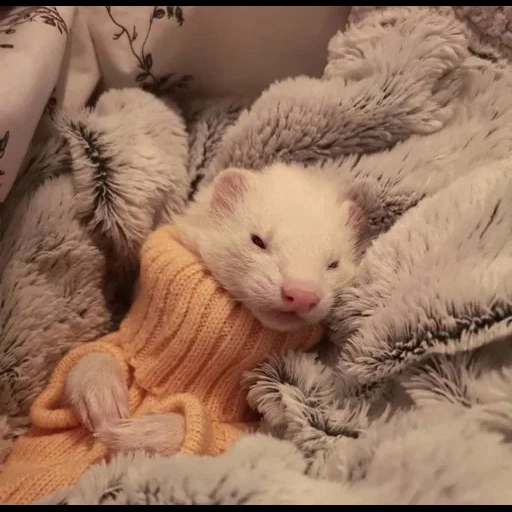 white ferret, ferret aesthetics, kamenskih nasja, small ferret, domestic ferret white