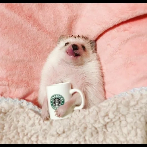 lovely hedgehog, landak sangat lucu, selamat pagi landak, selamat pagi konyol, minggu pagi