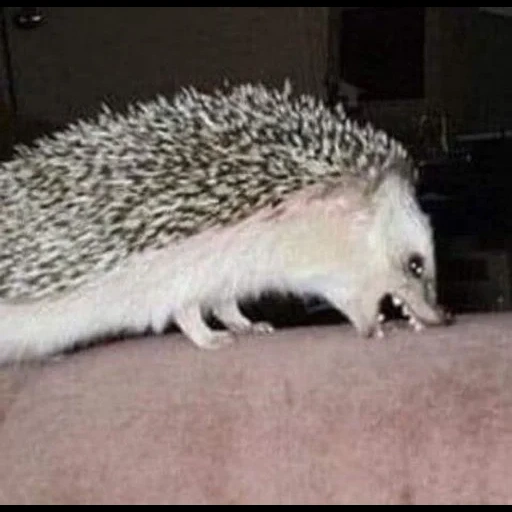 hedgehogs hedgehog, o ouriço é engraçado, ouriço do mal, rei arthur, animais de ouriço