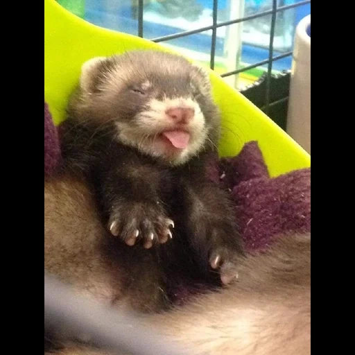 ferret, profile copying, ferret, funny ferret, animal ferret