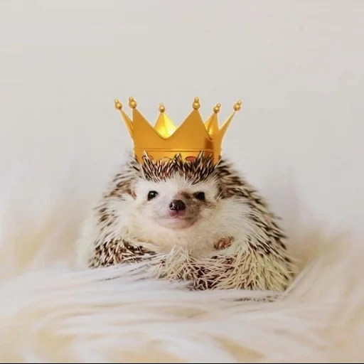 corona di hedgehog, hedgehog spinoso, cappuccio di hedgehog, hedgehog yezhkovic, piccolo porcospino