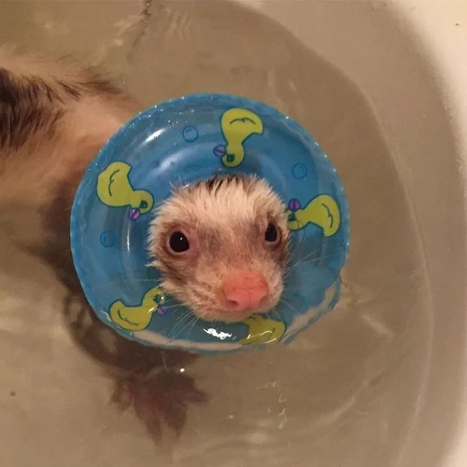 hedgehog water, ferrets are cute, ferrets are taking a bath, animals are cute, interesting little animals