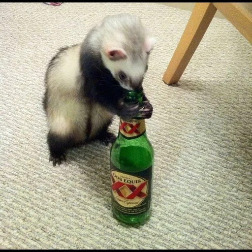 ferret, chernobyl, meme ferret, funny ferrets, the funny ferret