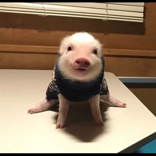 mini pig, pig, baby animals, a fluffy pig, the cutest animal