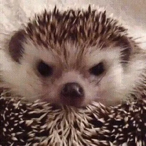 hérisson hérisson, hérisson maléfique, cher hérisson, hedgehog est à la maison, petit hérisson