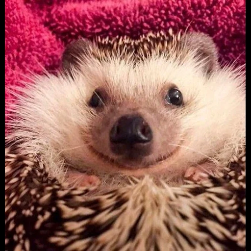 hedgehog, lovely hedgehog, little hedgehog, the hedgehog was surprised, smiling hedgehog