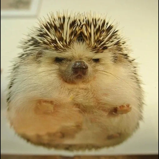 macro the hedgehog, die niedlichen igel, home igel, der harte igel, der kleine igel