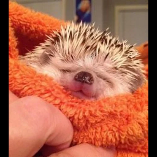 hedgehog dorme, hedgehog carino, hedgehog dormiente, i ricci sono carini, piccolo porcospino