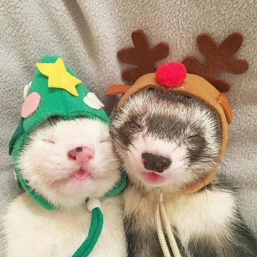 le furet est cher, furet cool, les animaux sont mignons, animaux drôles, les animaux sont drôles