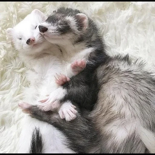 ferret, musang, ferret fretka, musang hewan, ferret bayi