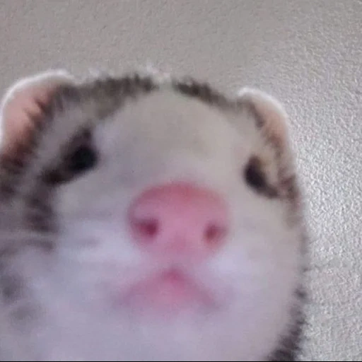 furet, meme horecom, les animaux sont mignons, animaux drôles, visages d'animaux drôles