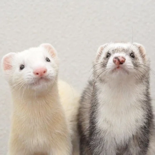 ferret, taman ferret, musang, ferret bayi, hewan musang