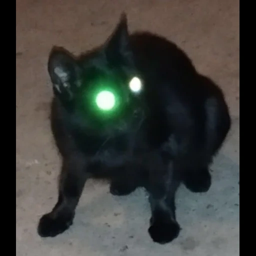 кот, кошка, кошка кот, светящиеся глаза, собака светящимися глазами