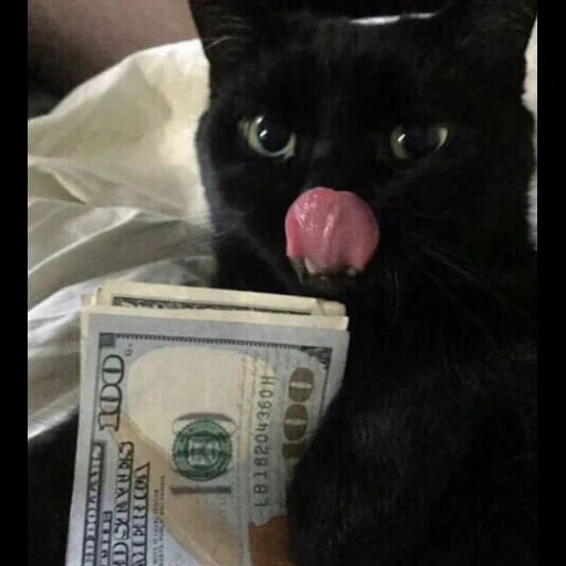 cat, кот, котик, кот купюрой, кот деньгами