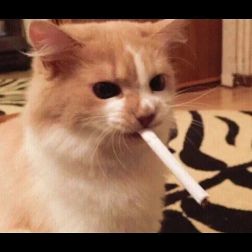 кот, кот курит, курящий кот, кот сигаретой, крутые котики сигаретой