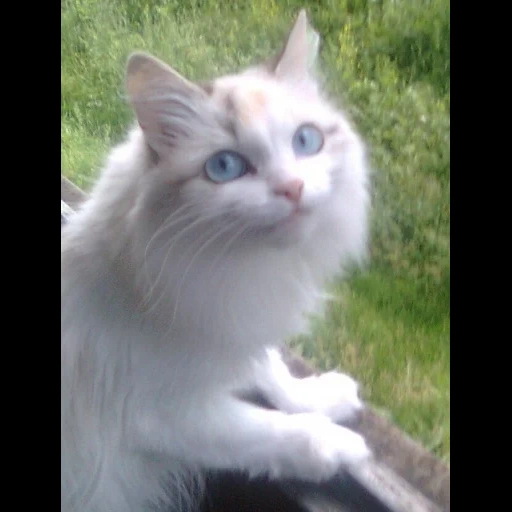 кот рэгдолл, белая кошка, порода рэгдолл, ангорская кошка, кошка картошечка