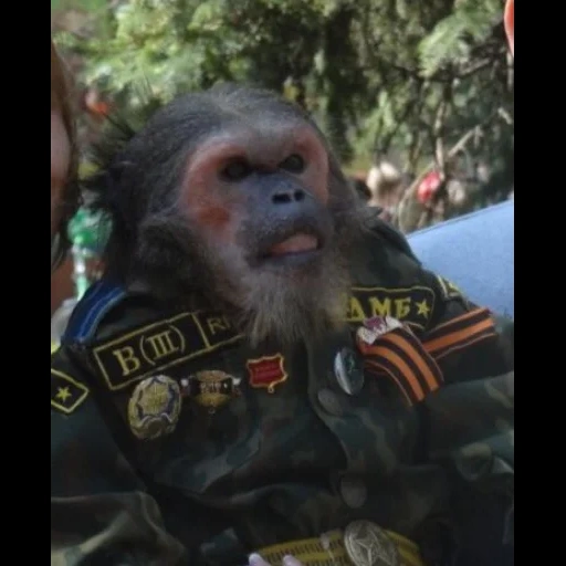 шимпанзе, обезьяна, обезьянки, обезьяна полицейской форме, обезьяны георгиевской лентой