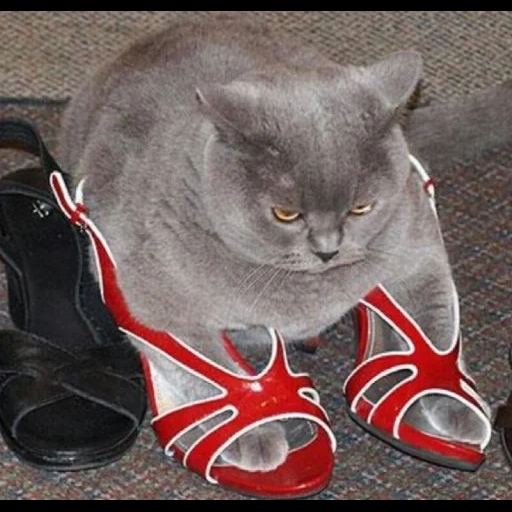 кот чой, смешные коты, ботинки котов, британская кошка, смешные животные надписями