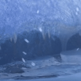 requin, la nature, glace hétérogène, nature de l'antarctique, glace mince soigneusement