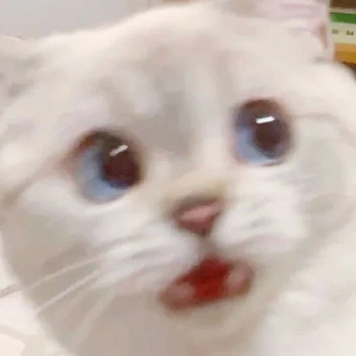 vasca cat, die wichtige katze, die memetische katze, tiere niedlich, süße katze meme