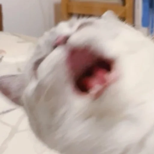 cat, cat, cats, yawning cat, yarking cat