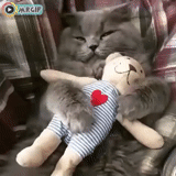 gato, cão do mar, gato yeshkin, gato de brinquedo, brinquedos de gato abraçados