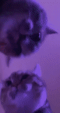 gato, gato, humano, esponjoso, lámpara de madera brillo púrpura